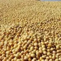Soybean GMO And Non GMO
