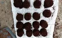 Coco Peat