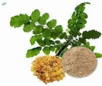 Boswellia Serrata Extracts