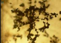 Trichoderma viride