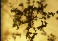 Trichoderma viride