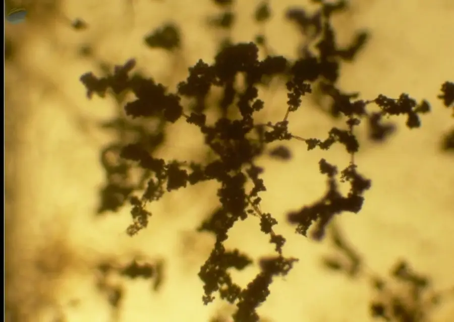 Trichoderma viride