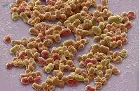 Azotobacter