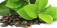 Green Tea Extraction L-Theanine