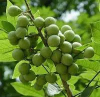 Soapnut Extract
