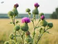 Milk Thistle Extract