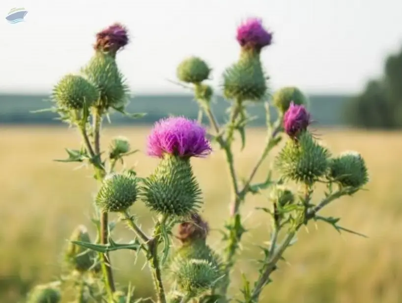 Milk Thistle Extract
