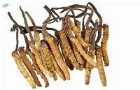 Cordyceps Sinensis Extract