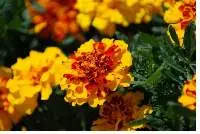 Marigold Extract