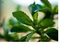 Stevia Extract