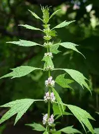 Motherwort Extract