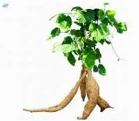 Pueraria Lobata Extract