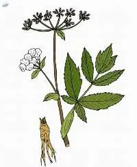 Angelica Sinensis Extract