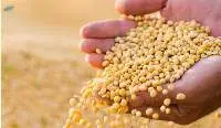 Soybean Extract