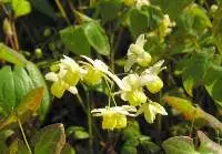 Epimedium Extract