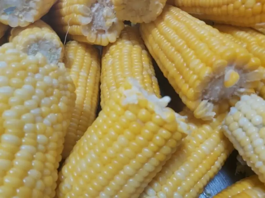 Sweet Corn