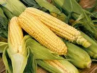 Corn On Cob In Vacuum Pouch