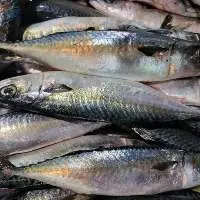 Frozen Mackerel from Korea waters