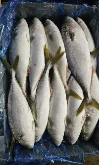 Frozen Yellowtail from Korea waters