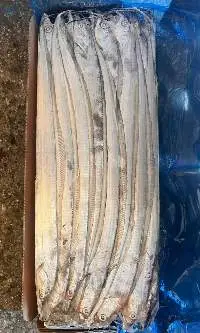 Silver clean Ribbonfish  from Korea waters
