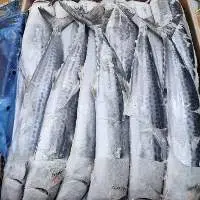 Spanish Mackerel