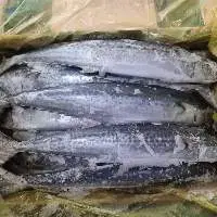 Big Special Spanish Mackerel