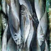 Horse Mackerel Fish