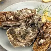 Korean Oyster
