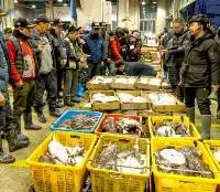 Monkfish, Angler Fish From Korea Waters.