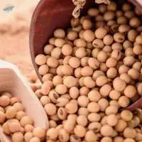 Soybean