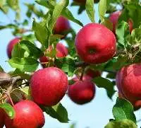 Apple Paste
