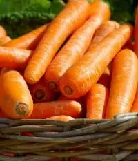 English Carrot