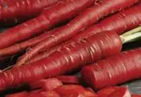 Red Carrot