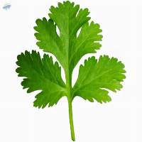 Coriander Paste