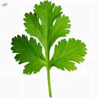 Coriander Paste