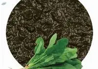Spinach Puree