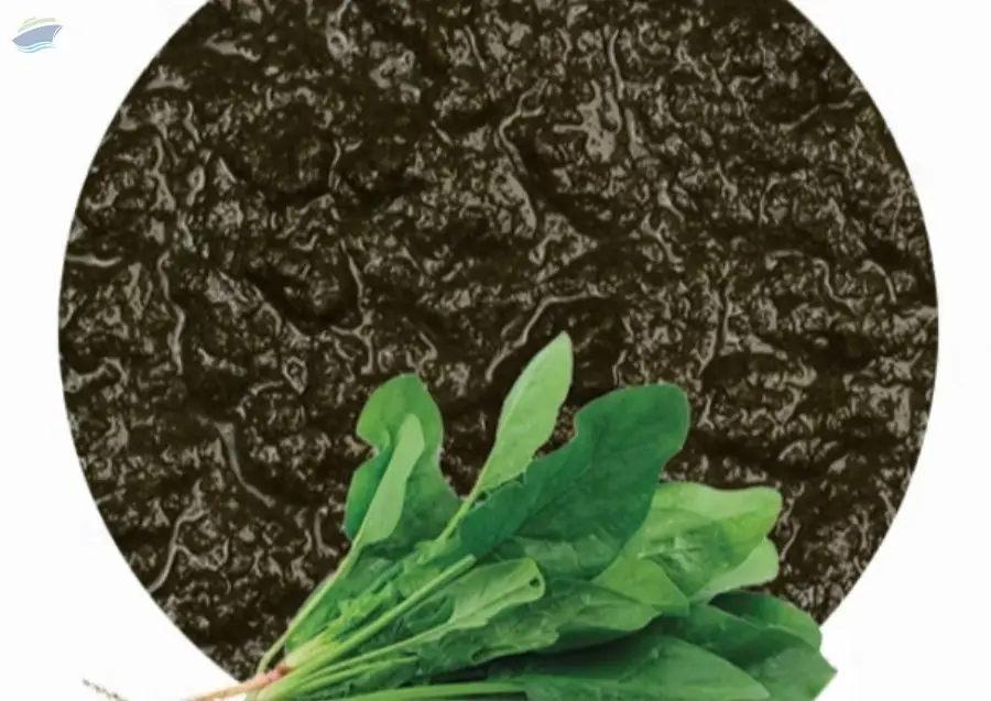 Spinach Puree