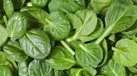 Spinach Puree