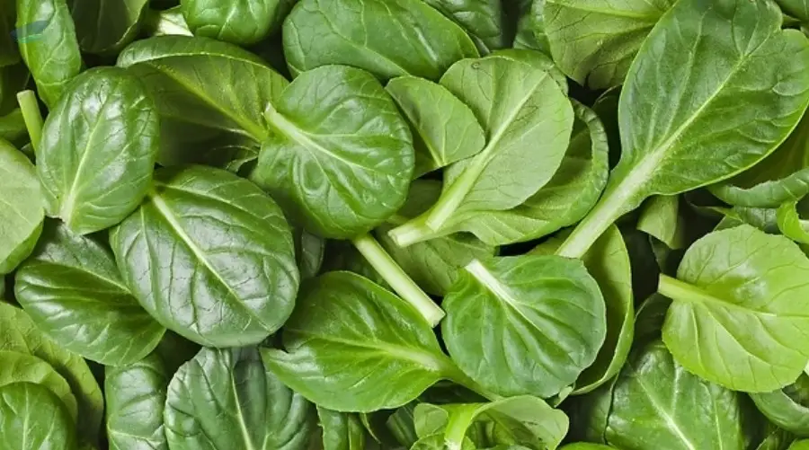 Spinach Puree