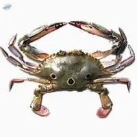 Three Spotted Crab