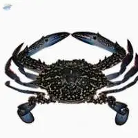 Blue Swimming Crab
