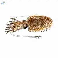 Cuttle Fish - Whole