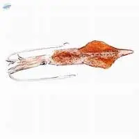 Squid Whole Round