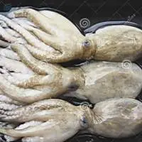 Baby Octopus - Whole