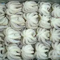 Baby Octopus - Whole Clean
