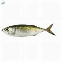 Indian Mackerel