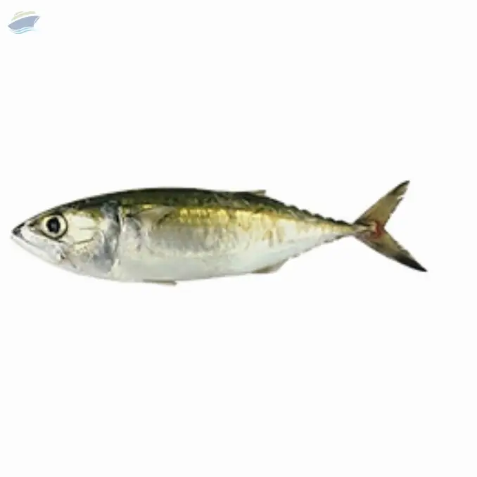 Indian Mackerel
