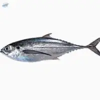 Horse Mackerel