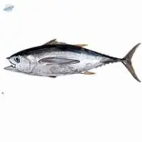 Yellow Fin