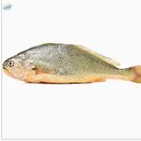 Yellow Croaker